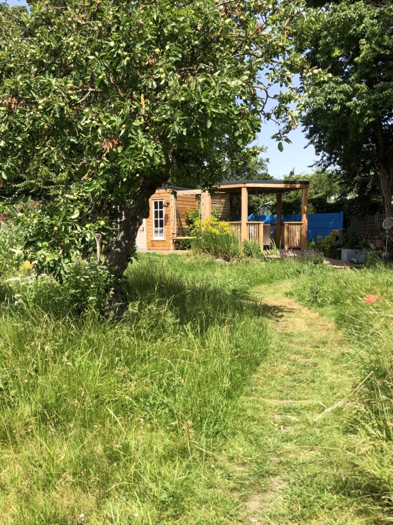 A grass path between apple trees