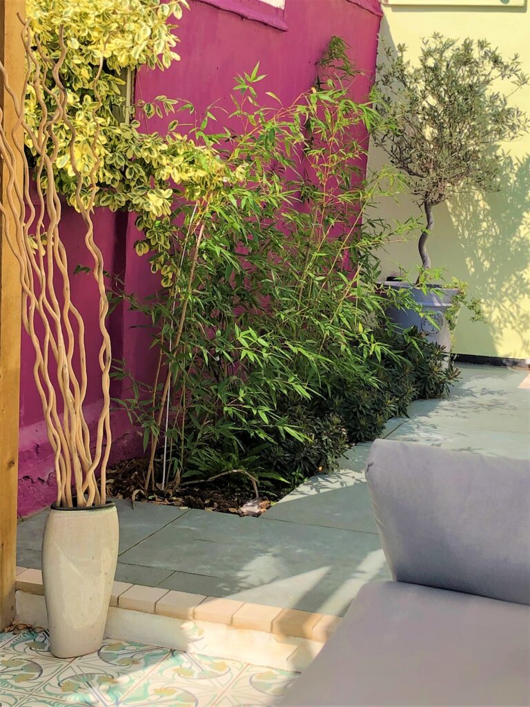 Strong green leaves against fuschia wall, planted in hard landscaping.