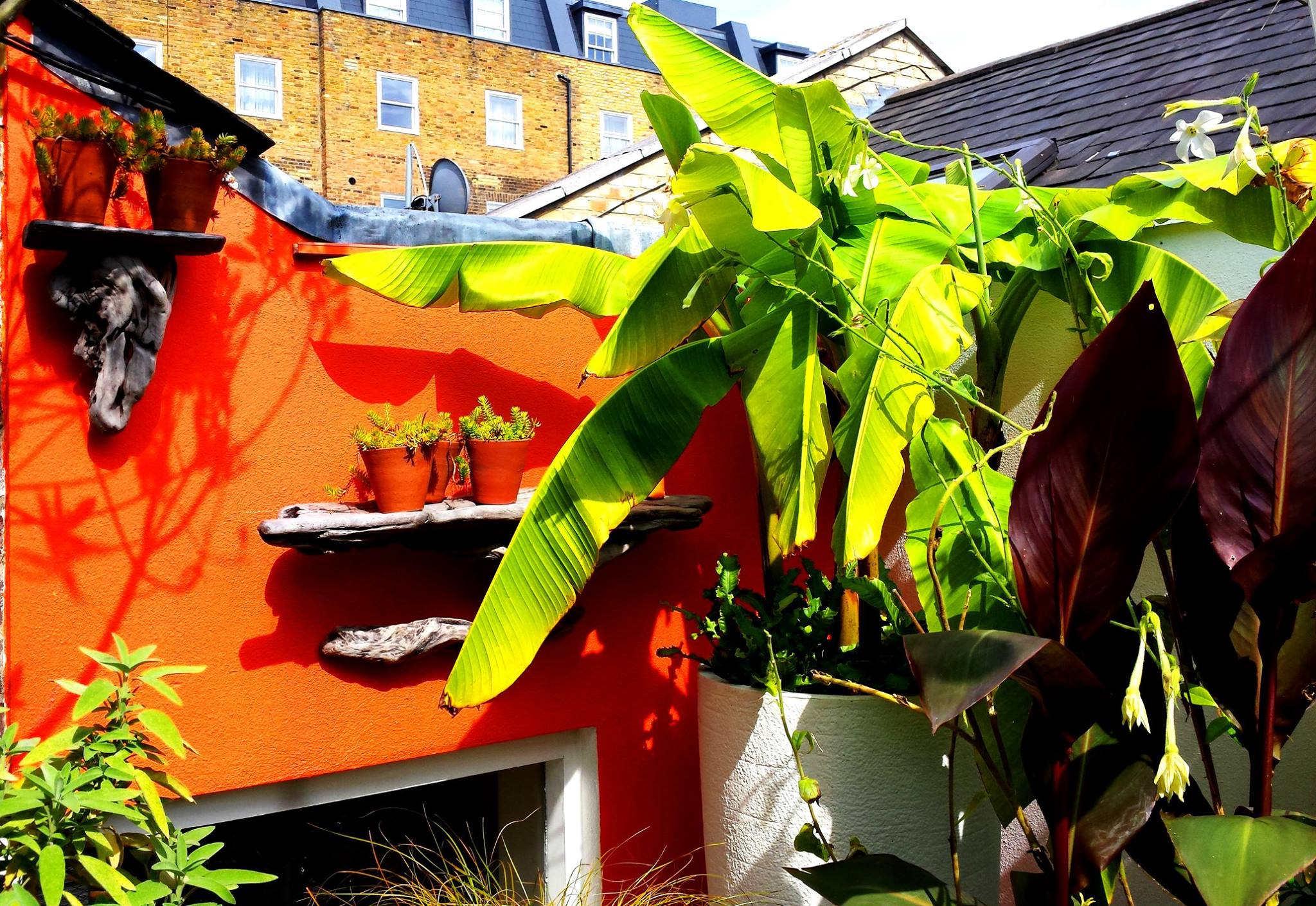 Tropical roof terrace in Central London An orange wall on a roof terrace surrounded by tropical plants, with driftwood shelving