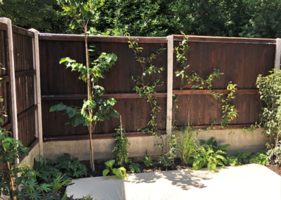 A new patio situated to catch the late afternoon sun is surrounded by planting, which, as it develops, will wrap around it and green the boundaries. The old fences have been given new life with a dark wood stain which helps to enhance the planting.