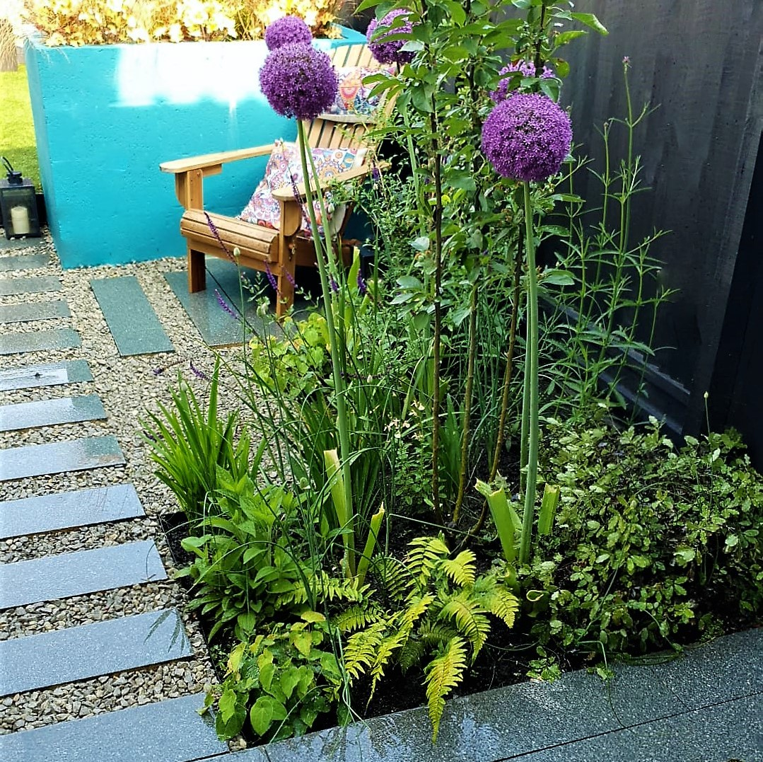 Evergreen ferns and Alliums next to a plank paving walkway and a space to sit behind them.