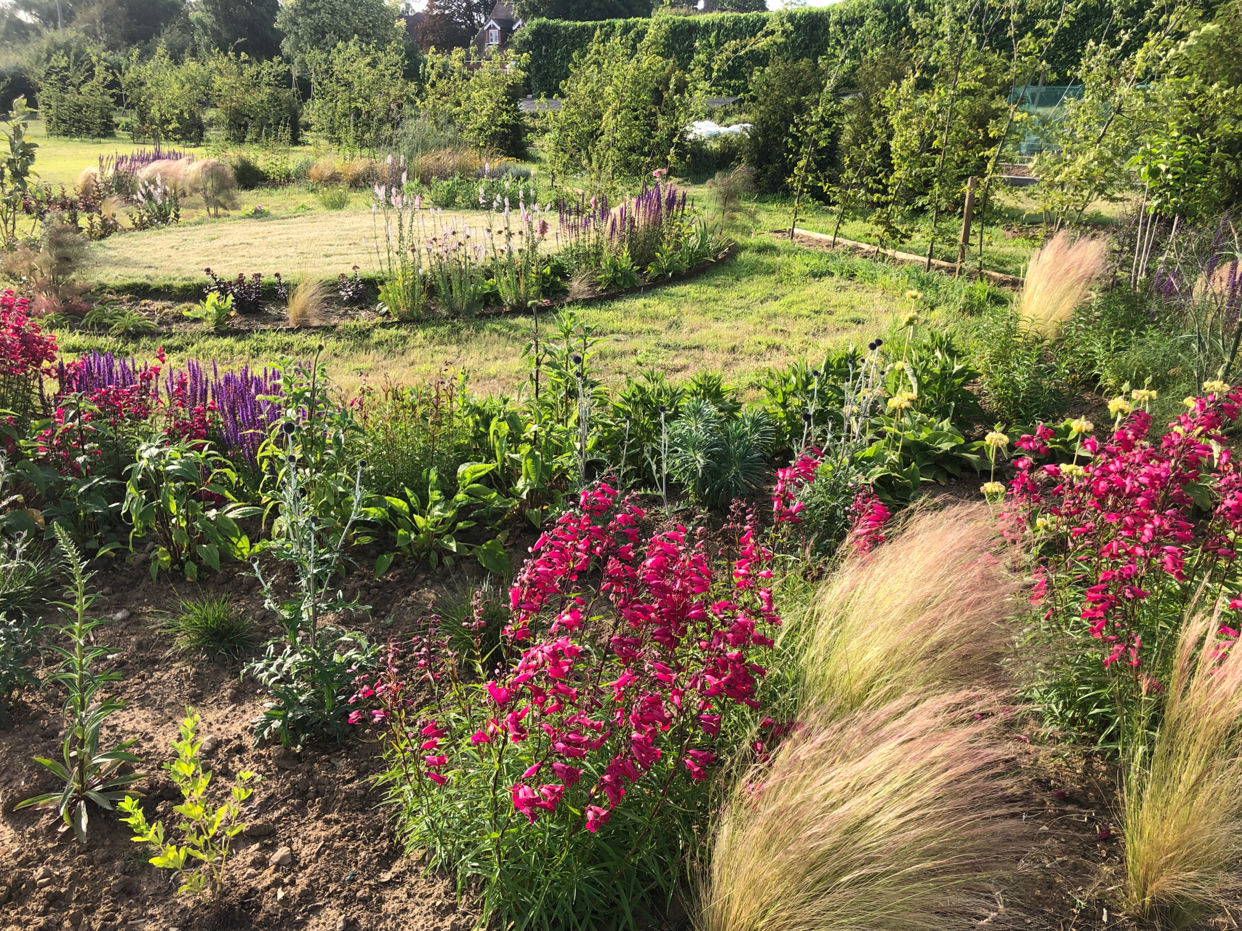 Lots of plants planted in a large field