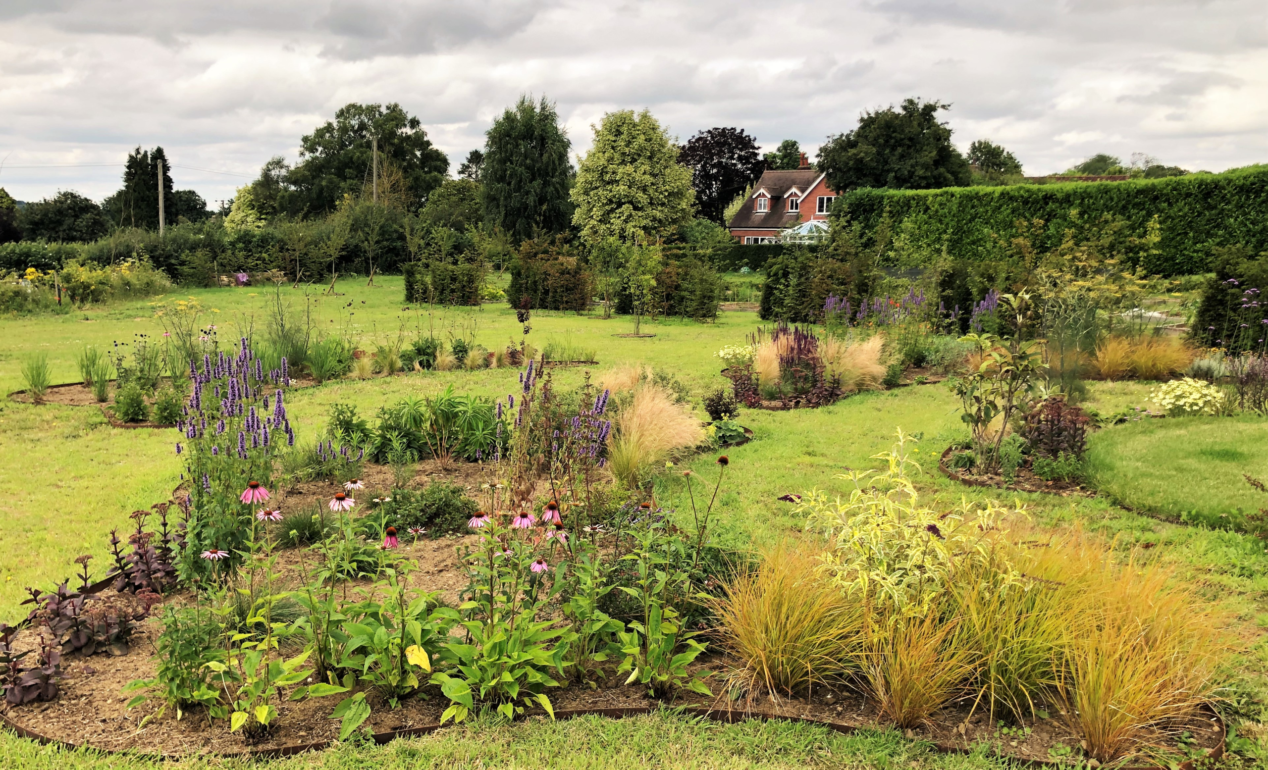 Lots of plants planted in a large field