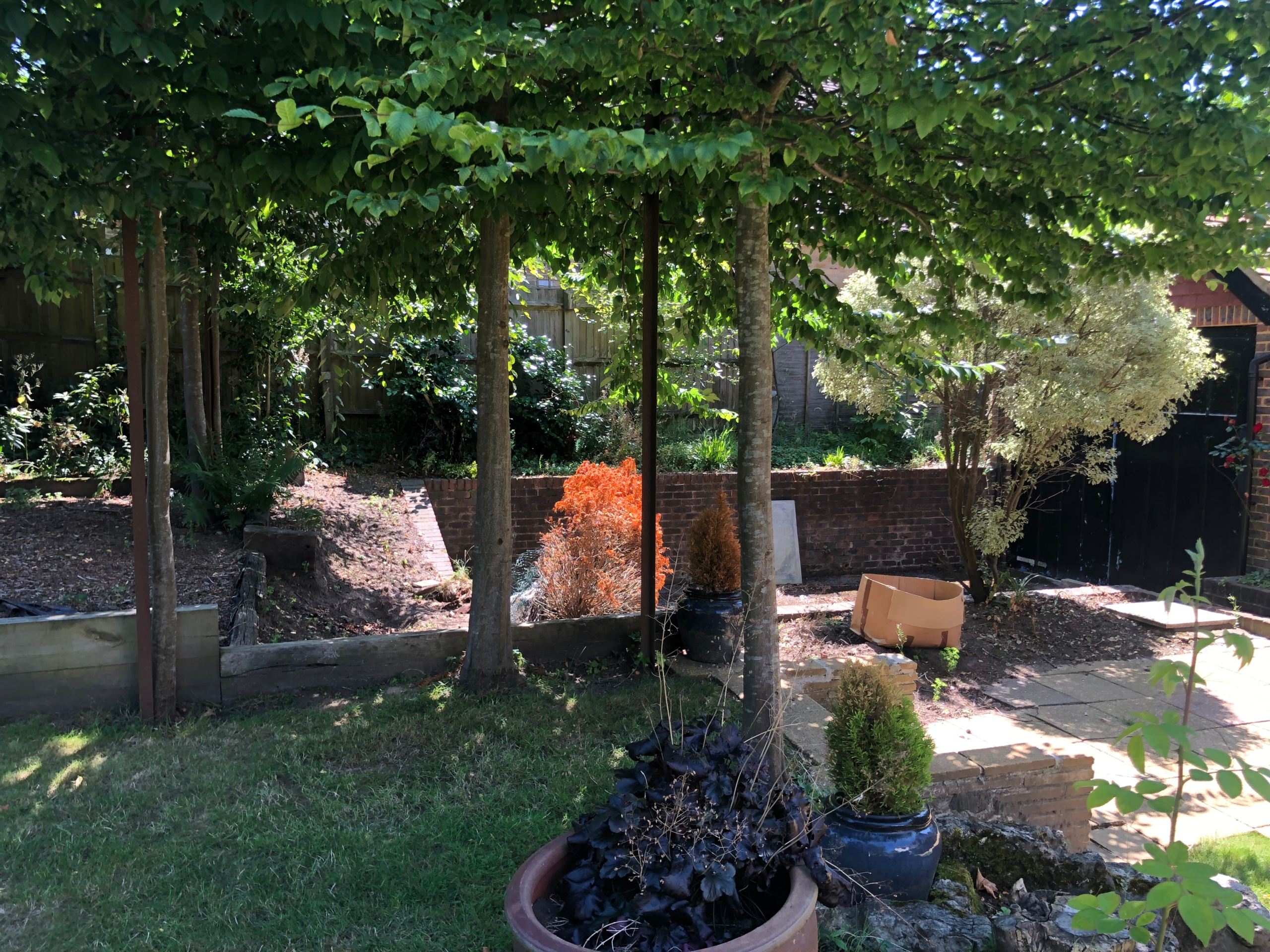 Trees and an unused sunken patio