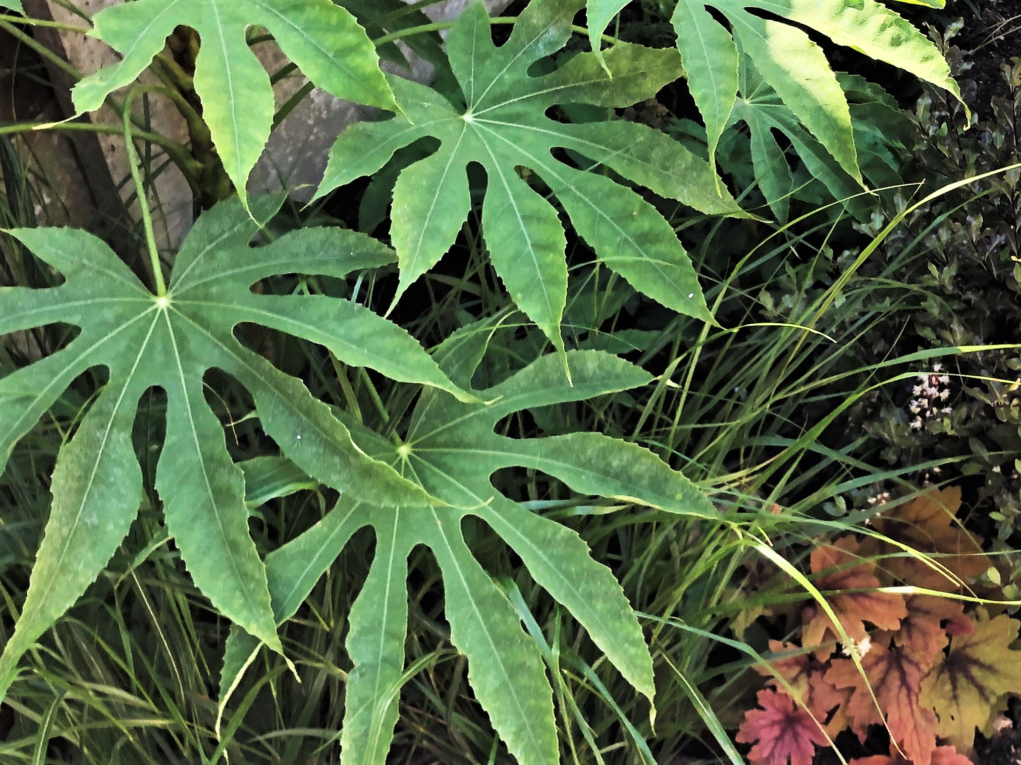 Fatsia japonica 'Green Fingers' foliage in a Meopham garden Fatsia japonica 'Green Fingers' foliage detail in a Meopham garden, with grasses and bronze Heuchera