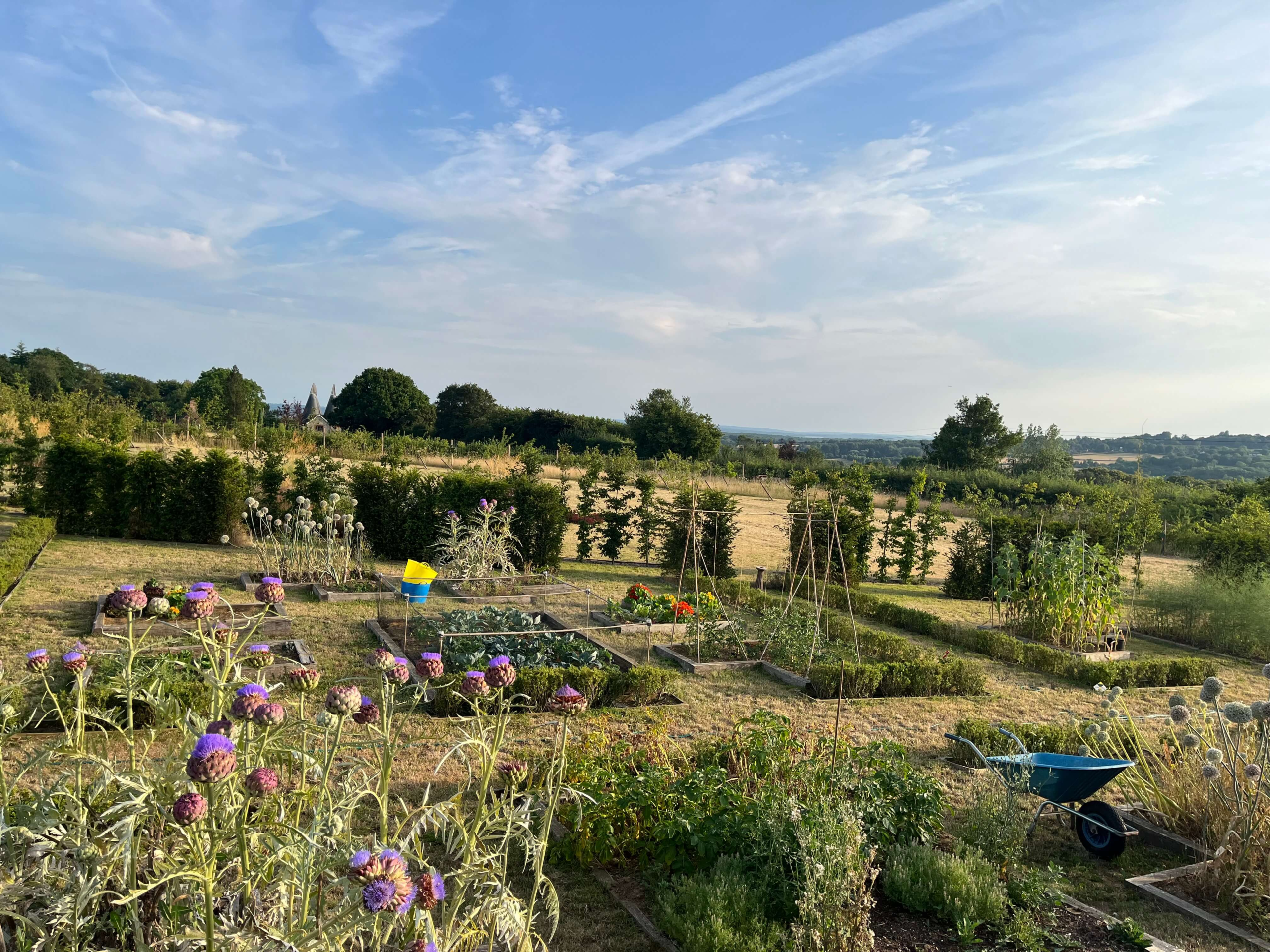 Kitchen garden design in Kent - raised beds edged in Ilex crenata with globe artichokes, bean canes and hedging rectangles