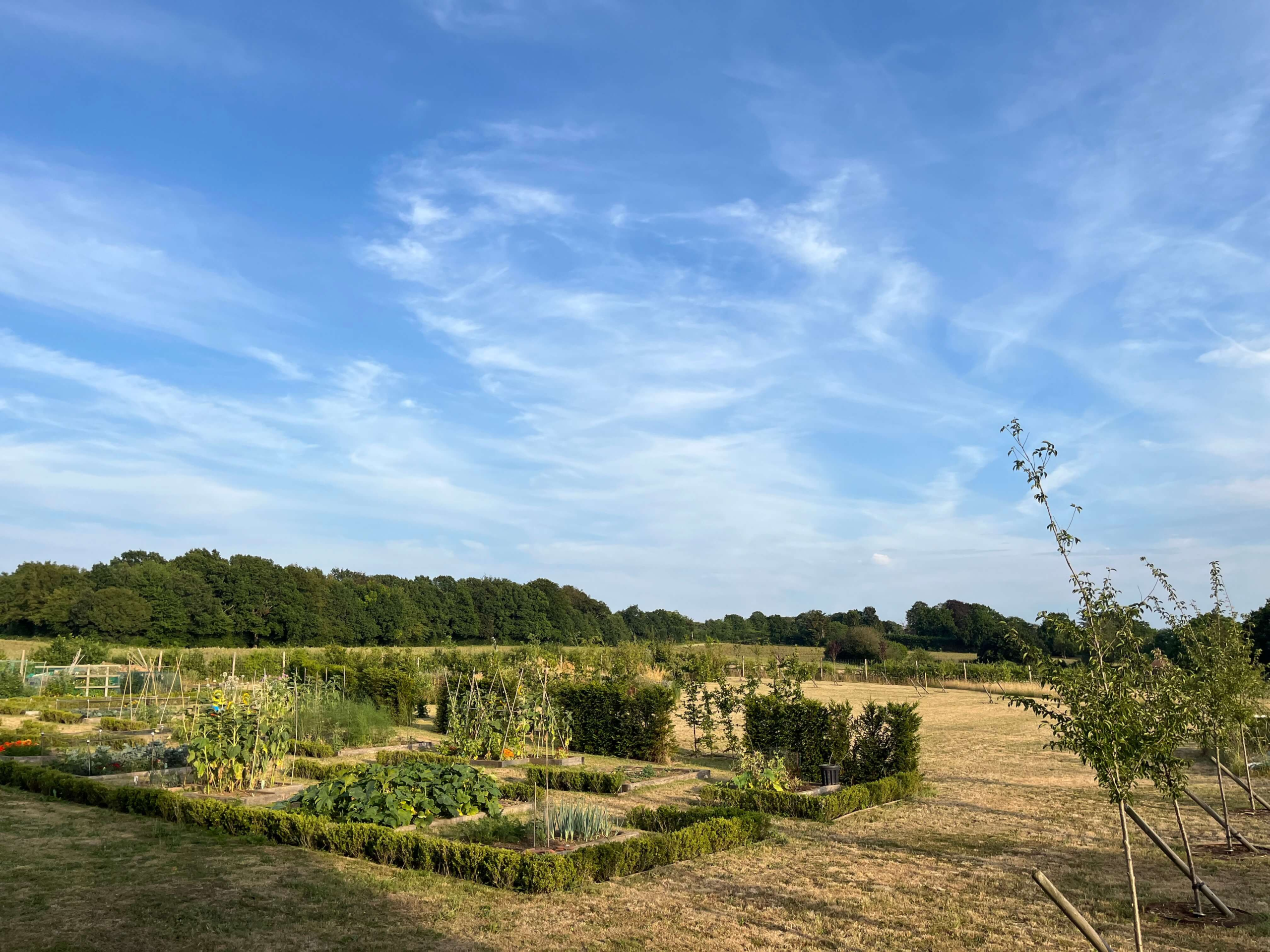 Kitchen garden design near Sevenoaks, Kent — raised vegetable beds edged in Ilex crenata with young orchard and countryside views