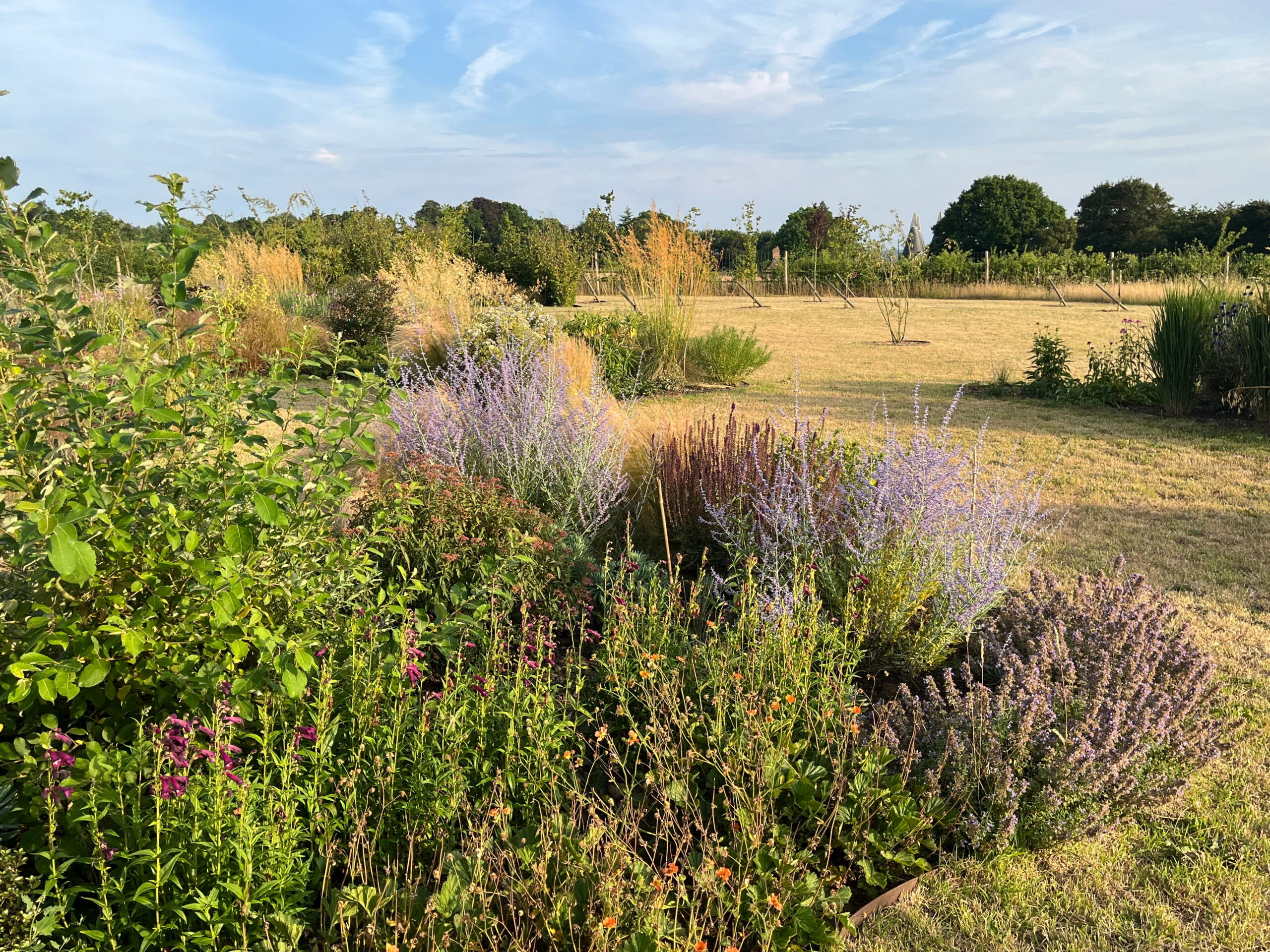 Naturalistic border planting in Tonbridge & Malling Naturalistic planting design in Tonbridge & Malling Kent - Perovskia, Penstemon and ornamental grasses in a country garden border