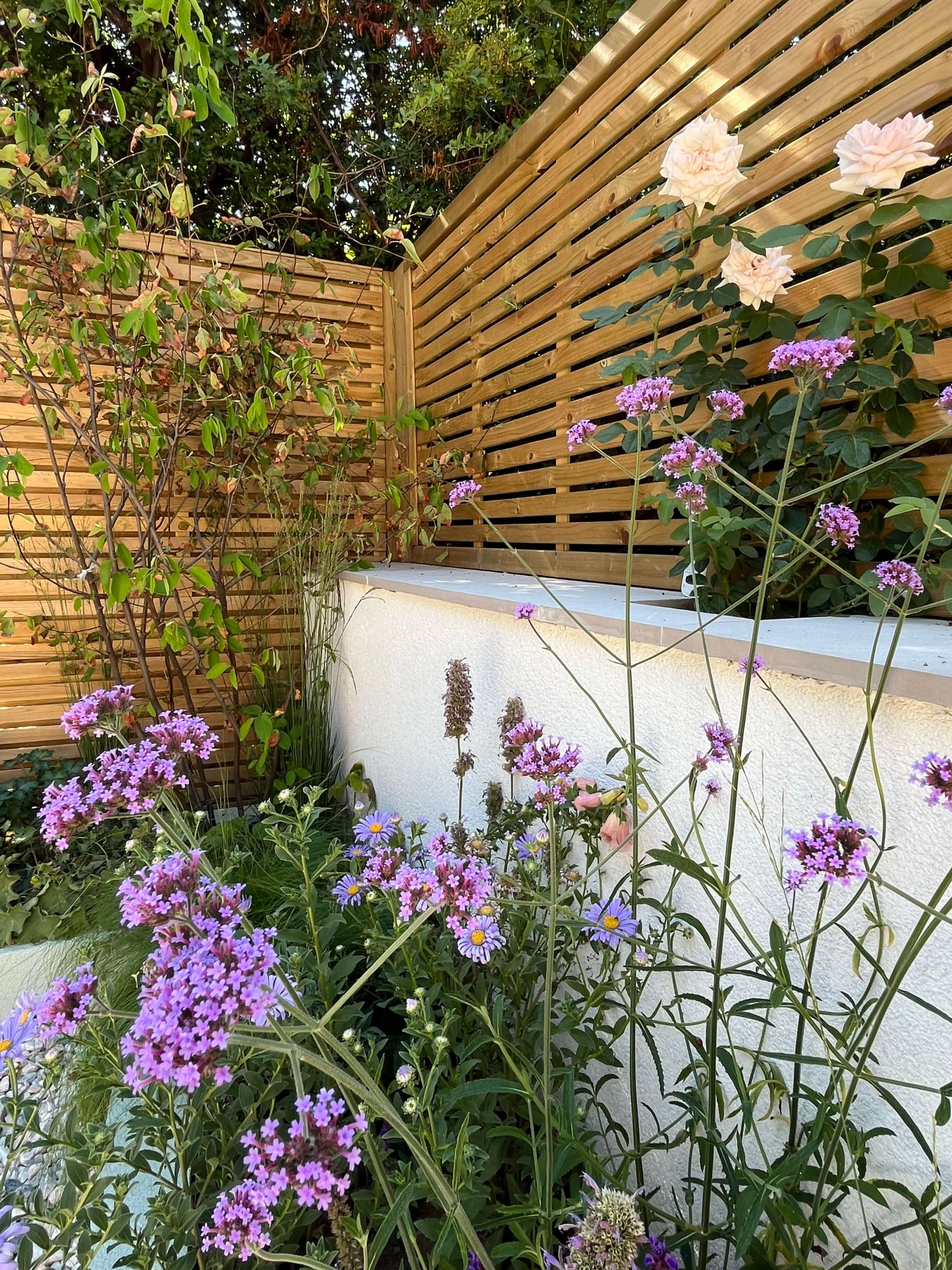 Purple and white planting in a Camberwell garden - Verbena bonariensis, asters and climbing roses against batten screening